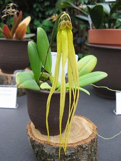 Bulbophyllum_plumatum01.jpg