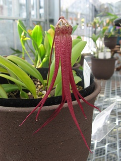 Bulbophyllum_plumatum02.jpg