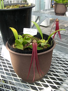 Bulbophyllum_plumatum03.jpg