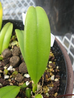 Bulbophyllum_plumatum04.jpg
