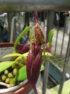 Bulbophyllum_putidum02.jpg