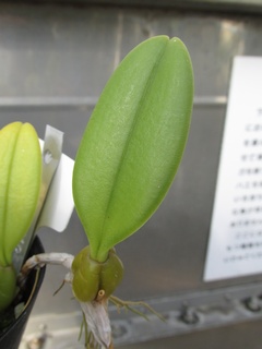Bulbophyllum_putidum05.jpg