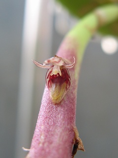 Bulbophyllum_saurocephalum01.jpg