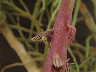 Bulbophyllum_saurocephalum03.jpg