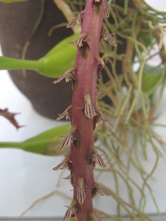Bulbophyllum_saurocephalum04.jpg