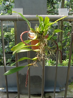 Bulbophyllum_saurocephalum05.jpg