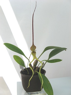 Bulbophyllum_tricanaliferum01.jpg
