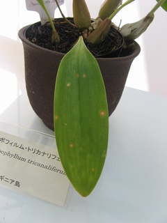 Bulbophyllum_tricanaliferum03.jpg