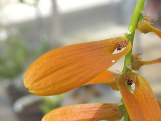 Bulbophyllum_wallichii01.jpg