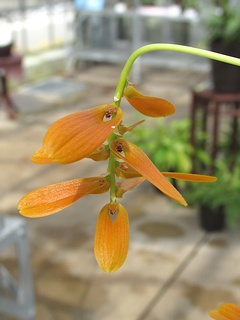 Bulbophyllum_wallichii02.jpg