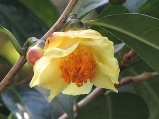 Camellia_chrysantha01.jpg