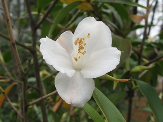 Camellia_cuspidata02.jpg