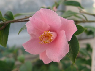 Camellia_rosaeflora01.jpg