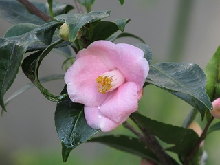 Camellia_rosaeflora05.jpg