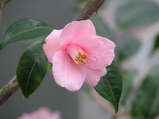 Camellia_rosaeflora06.jpg