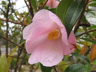 Camellia_saluenensis01.jpg