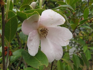 Camellia_saluenensis02.jpg