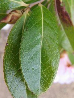 Camellia_saluenensis04.jpg