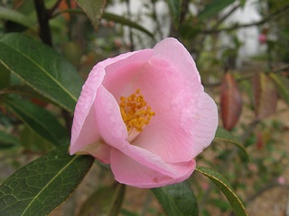 Camellia_saluenensis05.jpg