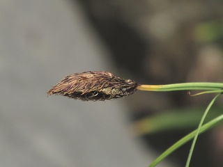 Carex_podogyna06.jpg