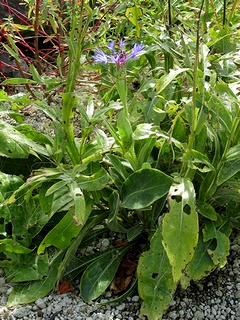 Centaurea_montana03.jpg