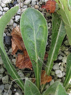 Centaurea_montana04.jpg