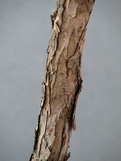 Cephalanthus_occidentalis05.jpg