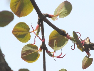 Cercidiphyllum_japonicum09.jpg
