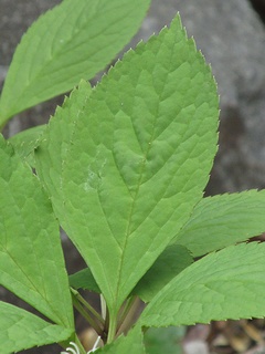 Chloranthus_fortunei04.jpg