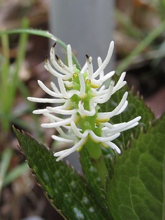 Chloranthus_japonicus02.jpg