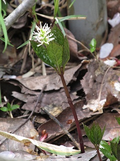 Chloranthus_japonicus03.jpg