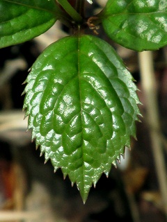 Chloranthus_japonicus04.jpg