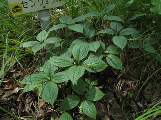 Chloranthus_japonicus06.jpg