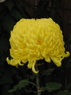 Chrysanthemum01.jpg