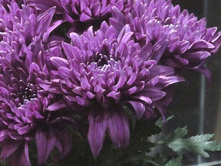 Chrysanthemum_blue01.jpg