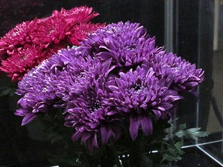 Chrysanthemum_blue02.jpg