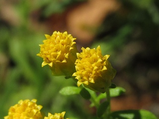 Chrysanthemum_rupestre02.jpg