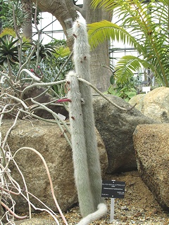 Cleistocactus_hyalacanthus02.jpg