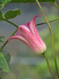 Clematis_Duches_of_Albany02.jpg