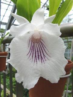 Cochleanthes_amazonica01.jpg