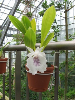 Cochleanthes_amazonica02.jpg