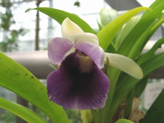 Cochleanthes_discolor01.jpg