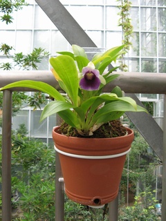 Cochleanthes_discolor02.jpg