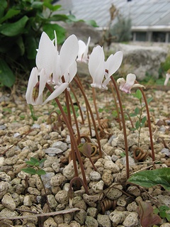 Cyclamen_hederifolium02.jpg