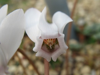 Cyclamen_hederifolium03.jpg