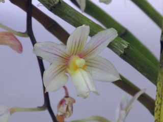 Dendrobium_cumulatum01.jpg