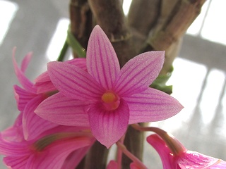 Dendrobium_goldschmidtianum01.jpg