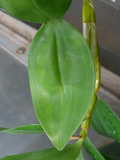 Dendrobium_guibertii04.jpg