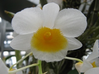 Dendrobium_palpebrae04.jpg