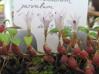Dendrobium_parvulum_minutum04.jpg